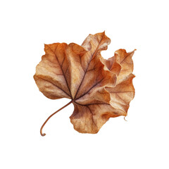 Single Dried Brown Leaf Isolated on Black Background Autumnal Nature Photography