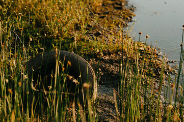 An old tire rests among wild grass near tranquil water, reflecting nature's blend with man-made waste.