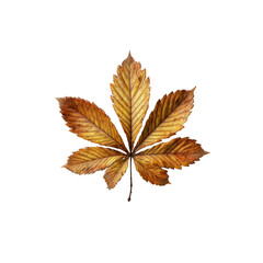 Single Dried Autumn Horse Chestnut Leaf on Black Background