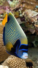 Close-up of a vibrant angelfish in coral reef