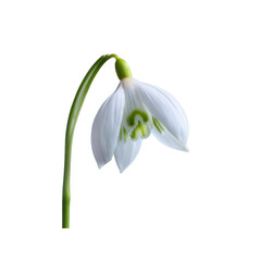 Delicate Snowdrop Flower on Black Background
