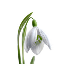 Delicate Snowdrop Flower with Water Droplets on Black Background