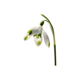 Delicate Snowdrop Flower with Green Markings Isolated on Black Background