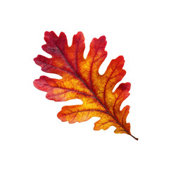 Vibrant Autumn Oak Leaf Isolated on Black Background