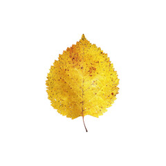Single Yellow Autumn Leaf on Black Background