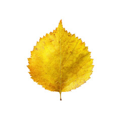 Single Vibrant Yellow Autumn Leaf Isolated on Black Background