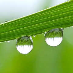 Dew drops on blade of grass
