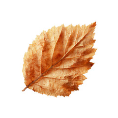 Single Dried Autumn Leaf on Black Background - Detailed Macro Photography