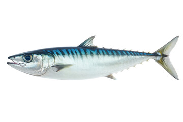 Fresh Mackerel Fish on white background