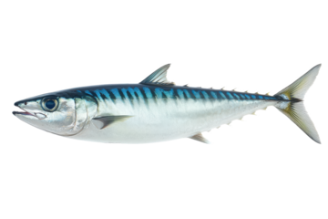 Fresh Mackerel Fish on white background
