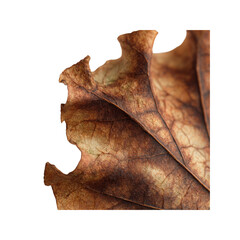 Close-up of a Dried, Brown Leaf with Intricate Veins and Texture