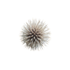 Close-up of a Dried Thistle Flower Head Against Black Background
