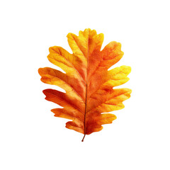 Vibrant Autumn Oak Leaf, Isolated on Black Background