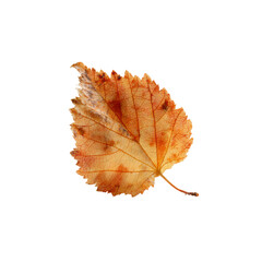 Single Dried Autumn Leaf with Intricate Veins and Texture on Black Background