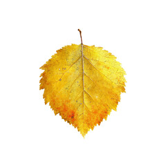 Single Vibrant Yellow Autumn Leaf Isolated on Black Background