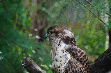 Close-up of a bird of prey sitting in its natural environment, symbol of strength, freedom, and wildlife.