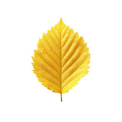Vibrant Golden Autumn Leaf Isolated on Black Background