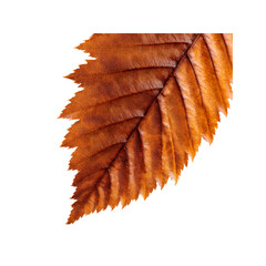 Close-up of a Single Dried Autumn Leaf with Rich Orange and Brown Hues