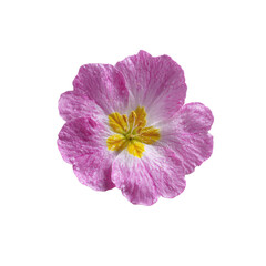 Dew-Kissed Pink Primula Flower Close-Up
