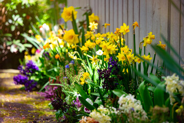 Blooming narcissus in the spring garden
