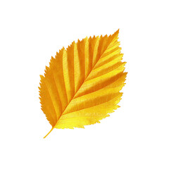 Vibrant Yellow Autumn Leaf Isolated on Black Background