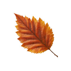 Single Autumn Leaf, Isolated on Black Background