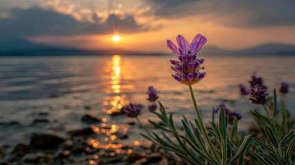 Lavender flower at sunset over lake