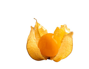 Exotic Physalis Golden Berries – Bright Orange Superfruit Wrapped in Papery Husk on White Background