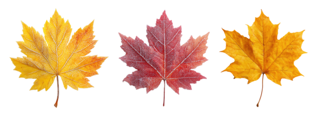 Three colorful maple leaves in yellow, red and orange autumn colors, isolated on transparent background