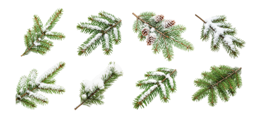 Set of pine branch isolated on white