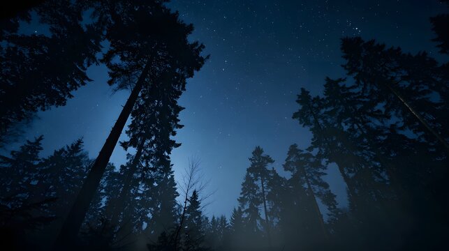 A serene forest at night under a starry sky