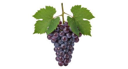 Isolated Concord Grapes a Cluster of Juicy Purple Fruit with Green Leaves Healthy Dessert