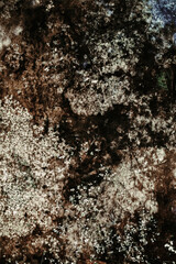 Ground Surface with Moss. Earth ground surface covered with moss and dirt, rustic natural background.