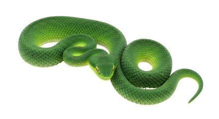 Isolated Green pit viper curled up, venomous snake found in Asia, dangerous animal