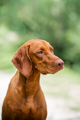 portrait of a vizsla dog amazing head 