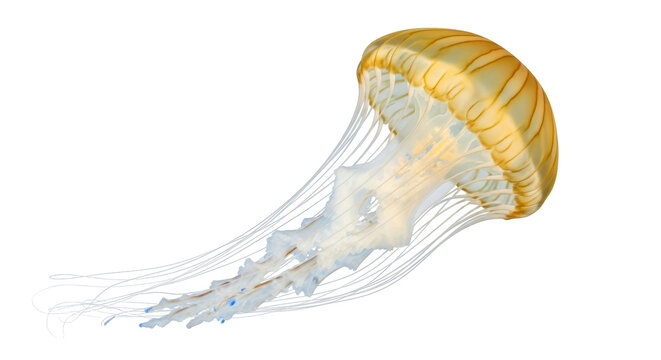 Isolated jellyfish with long tentacles, graceful marine creature in clear water habitat - Powered by Adobe