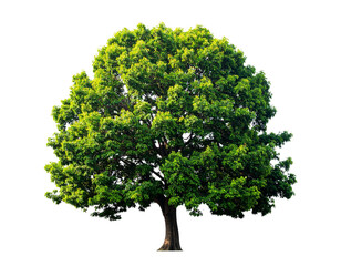 Lush leafy green tree illustration isolated on transparent background PNG