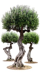 Three olive trees with gnarled trunks
