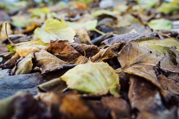 fallen autumn leaves