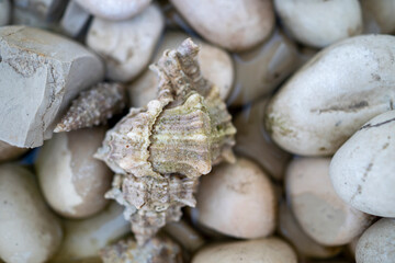 seashells on the beach
