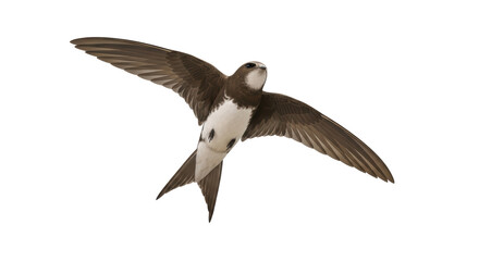 Isolated Flying bird in flight, swift with open wings on no background, feathered animal
