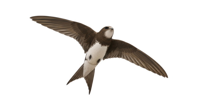 Isolated Flying bird in flight, swift with open wings on no background, feathered animal