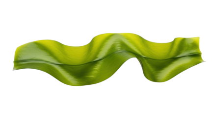 Isolated leaf of sea lettuce, ulva lactuca, vibrant green seaweed, single, healthy, fresh