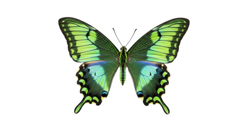 Isolated Emerald Swallowtail butterfly displaying vibrant wings, beautiful nature art print