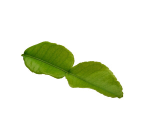 Young green kaffir lime leaves on transparen png.