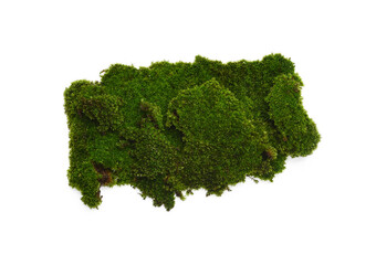 Green moss isolated on transparen png. Nature background.