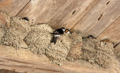 la becquée de l oisillon © helenedevun