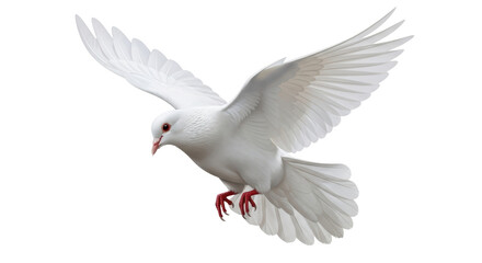 Isolated White Dove in Flight, Majestic Bird of Peace with Elegant Wings, Flying Gracefully