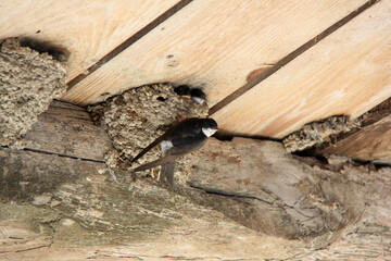 Maman hirondelle vient nourrir ses oisillons