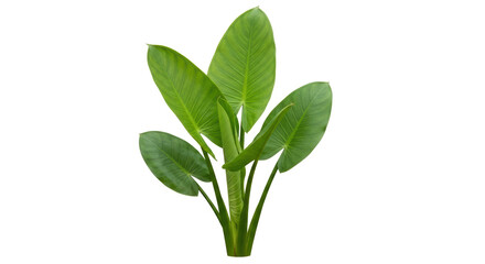 Isolated vibrant tropical plant, verdant foliage, nature backdrop, interior design element